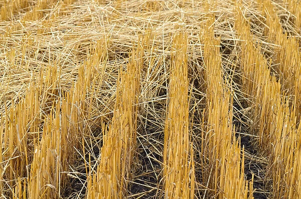 Harvested grain field near Moscow, Highway 95, Idaho, USA
