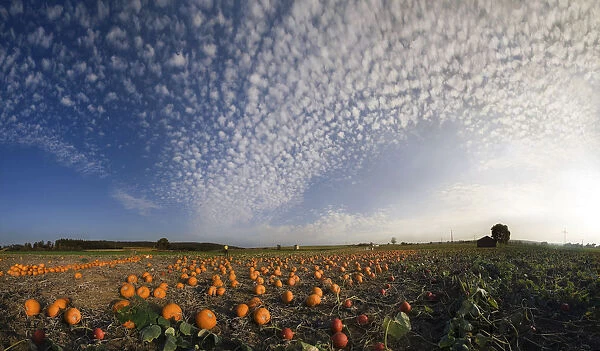 Harvested pumpkins in a pumpkin field with fluffy clouds