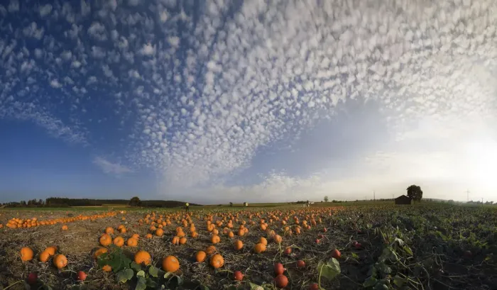 Framed Print : Harvested pumpkins in a pumpkin field with fluffy clouds Framed Print : Harvested pumpkins in a pumpkin field with fluffy clouds