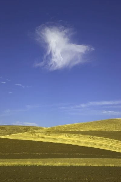Harvested wheat fields, Palouse Hills, WA