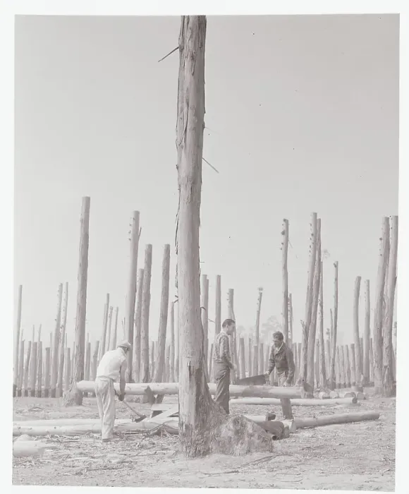 Framed Print : Harvesters Cutting Eucalyptus Trees Framed Print : Harvesters Cutting Eucalyptus Trees
