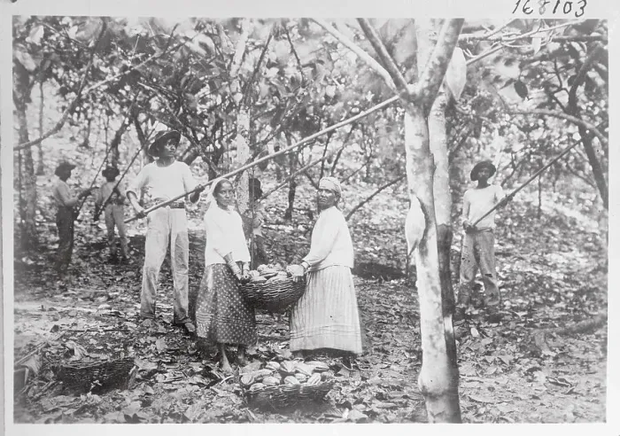Framed Print : Harvesting Cocoa Pods Framed Print : Harvesting Cocoa Pods