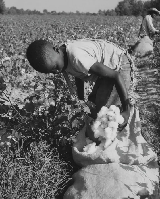 Framed Print : Harvesting Cotton Framed Print : Harvesting Cotton