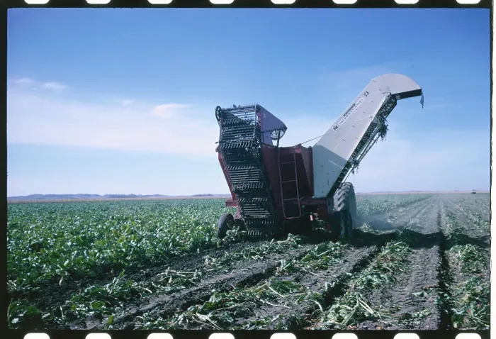 Framed Print : Harvesting the Sugar Beet Crop Framed Print : Harvesting the Sugar Beet Crop