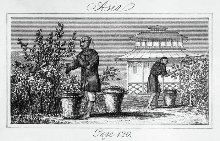 Framed Print : Harvesting Tea Leaves