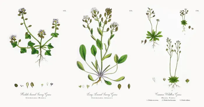 Framed Print : Hastate Scurvy Grass, Cochlearia Danica, Victorian Botanical Illustration, 1863 Framed Print : Hastate Scurvy Grass, Cochlearia Danica, Victorian Botanical Illustration, 1863
