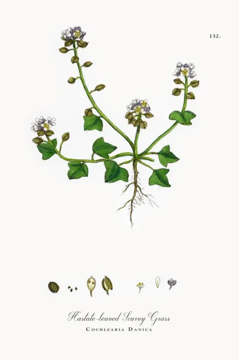 Framed Print : Hastate Scurvy Grass, Cochlearia Danica, Victorian Botanical Illustration, 1863 Framed Print : Hastate Scurvy Grass, Cochlearia Danica, Victorian Botanical Illustration, 1863