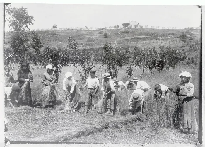 Framed Print : Hat Makers Collecting Straw From Field Framed Print : Hat Makers Collecting Straw From Field
