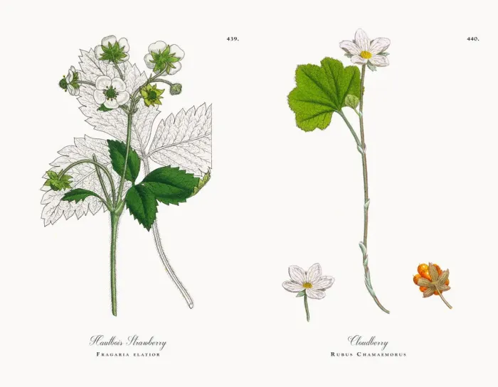 Framed Print : Hautbois Strawberry, Fragaria elatior, Victorian Botanical Illustration, 1863 Framed Print : Hautbois Strawberry, Fragaria elatior, Victorian Botanical Illustration, 1863