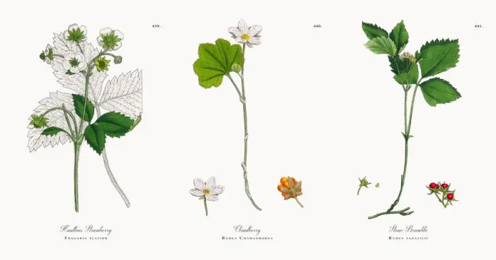 Framed Print : Hautbois Strawberry, Fragaria elatior, Victorian Botanical Illustration, 1863 Framed Print : Hautbois Strawberry, Fragaria elatior, Victorian Botanical Illustration, 1863