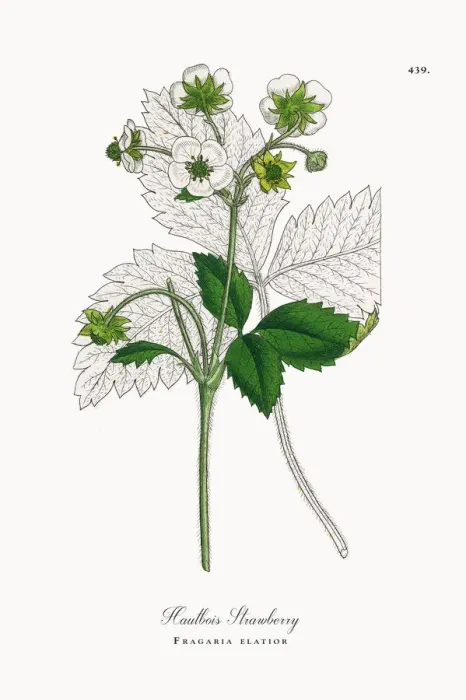 Framed Print : Hautbois Strawberry, Fragaria elatior, Victorian Botanical Illustration, 1863 Framed Print : Hautbois Strawberry, Fragaria elatior, Victorian Botanical Illustration, 1863