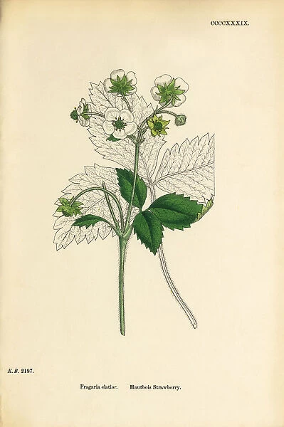 Hautbois Strawberry, Fragaria elatior, Victorian Botanical Illustration, 1863