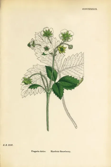 Framed Print : Hautbois Strawberry, Fragaria elatior, Victorian Botanical Illustration, 1863 Framed Print : Hautbois Strawberry, Fragaria elatior, Victorian Botanical Illustration, 1863