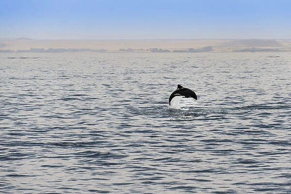 Havisides dolphin -Cephalorhynchus heavisidii- jumping in Walvis Bay, Namibia