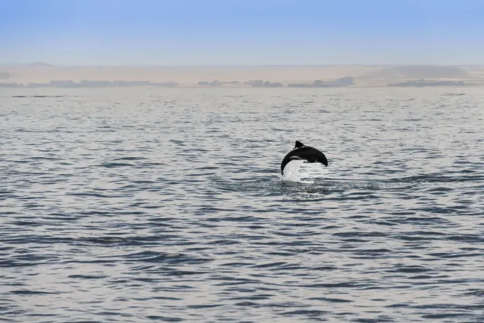 Framed Print : Havisides dolphin -Cephalorhynchus heavisidii- jumping in Walvis Bay, Namibia Framed Print : Havisides dolphin -Cephalorhynchus heavisidii- jumping in Walvis Bay, Namibia