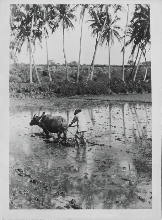 Framed Print : Hawaii. Traditional farming methods in Hawaii, circa 1920-1950 Framed Print : Hawaii. Traditional farming methods in Hawaii, circa 1920-1950