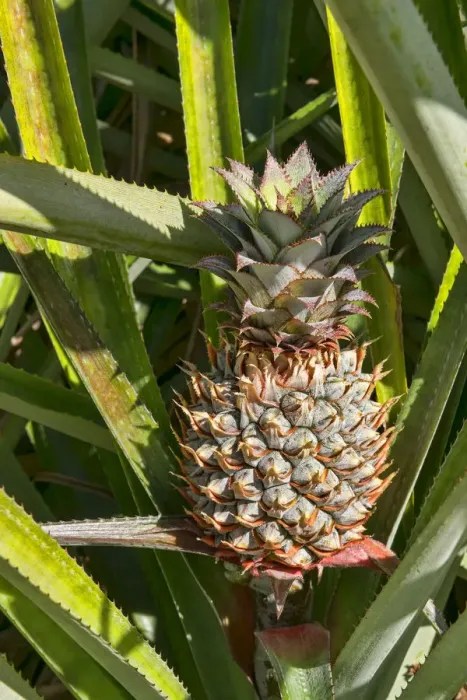 Framed Print : Hawaiian pineapple -Ananas sp. -, Mo orea, French Polynesia