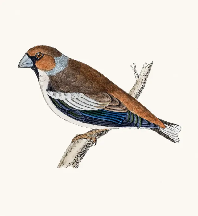 Framed Print : Hawfinch bird
