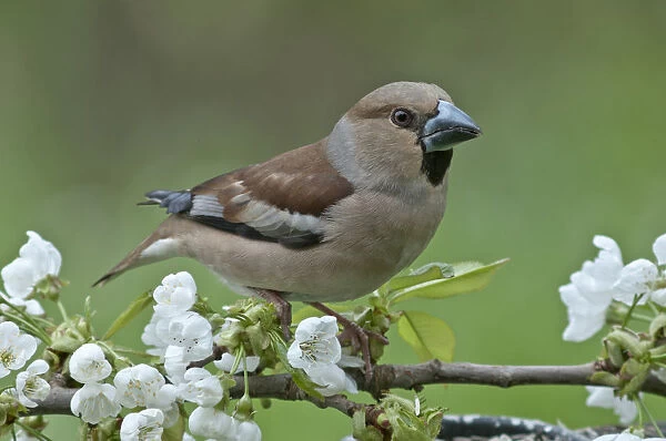 Hawfinch -Coccothraustes coccothraustes-, female perched on a flowering cherry branch, Untergroningen, Abtsgmuend, Baden-Wurttemberg, Germany
