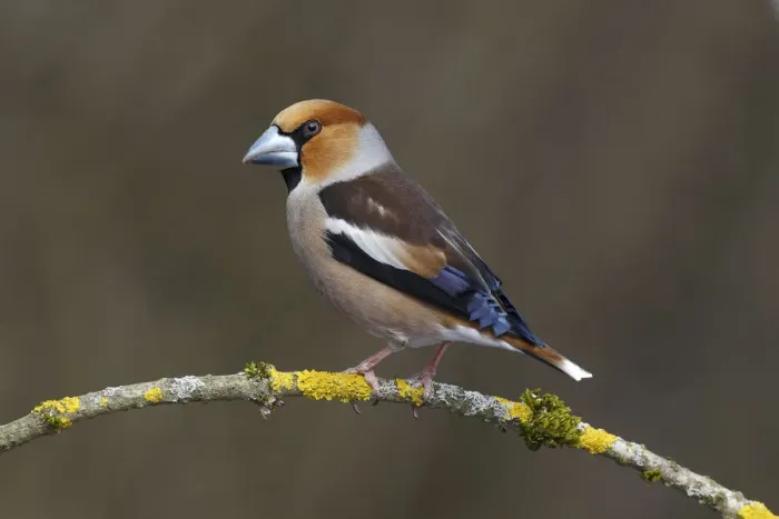 Framed Print : Hawfinch -Coccothraustes coccothraustes-, male, perched on a branch covered in lichen, Neunkirchen, Siegerland, North Rhine-Westphalia, Germany Framed Print : Hawfinch -Coccothraustes coccothraustes-, male, perched on a branch covered in lichen, Neunkirchen, Siegerland, North Rhine-Westphalia, Germany