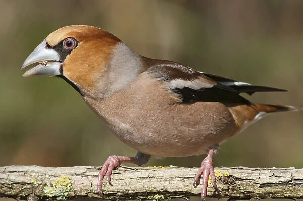 Hawfinch -Coccothraustes coccothraustes-, Untergroeningen, Baden-Wuerttemberg, Germany, Europe