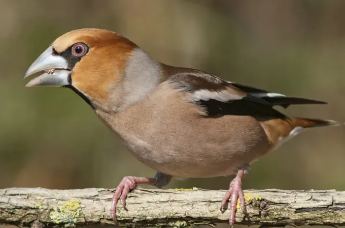 Framed Print : Hawfinch -Coccothraustes coccothraustes-, Untergroeningen, Baden-Wuerttemberg, Germany, Europe Framed Print : Hawfinch -Coccothraustes coccothraustes-, Untergroeningen, Baden-Wuerttemberg, Germany, Europe