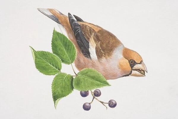 Hawfinch, Coccothraustes coccothraustes, illustration of colourful bird perched on branch