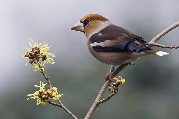 Hawfinch (Coccothraustes coccothraustes), sitting on a branch of the Witch-hazel, Emsland, Lower Saxony, Germany