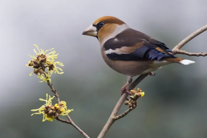Framed Print : Hawfinch (Coccothraustes coccothraustes), sitting on a branch of the Witch-hazel, Emsland, Lower Saxony, Germany