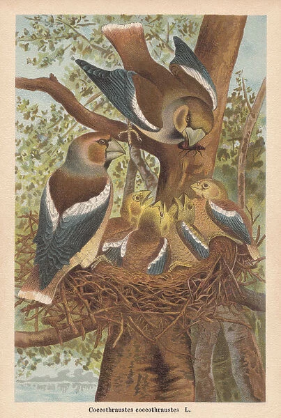 Hawfinch (Coccothraustes coccothraustes), chromolithograph, published in 1896