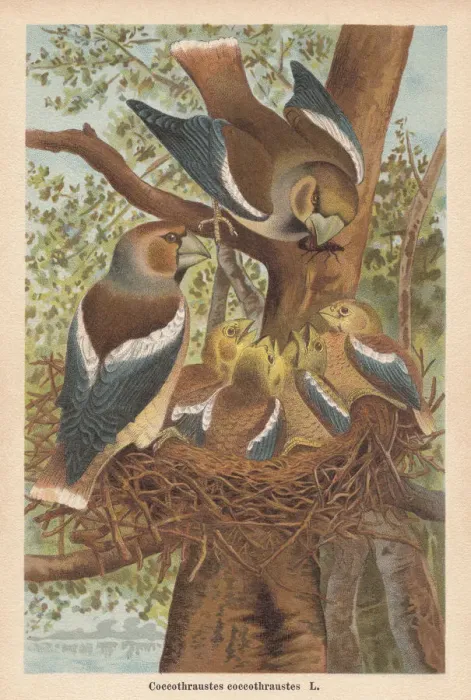 Framed Print : Hawfinch (Coccothraustes coccothraustes), chromolithograph, published in 1896 Framed Print : Hawfinch (Coccothraustes coccothraustes), chromolithograph, published in 1896
