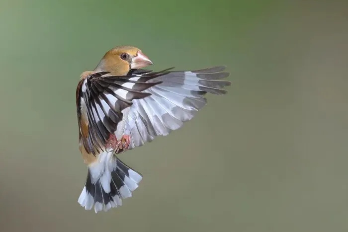 Framed Print : Hawfinch (Coccothraustes coccothraustes) in flight, flight photo, Siegerland, North Rhine-Westphalia, Germany Framed Print : Hawfinch (Coccothraustes coccothraustes) in flight, flight photo, Siegerland, North Rhine-Westphalia, Germany