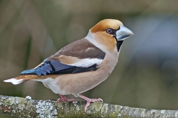 Hawfinch -Coccothraustes coccothraustes-, male, Untergroningen, Abtsgmuend, Baden-Wurttemberg, Germany