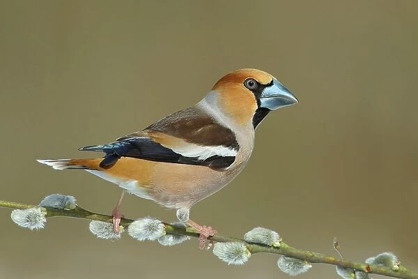 Hawfinch (Coccothraustes coccothraustes), male, sitting on goat willow (Salix caprea) branch, spring, Siegerland, North Rhine-Westphalia, Germany