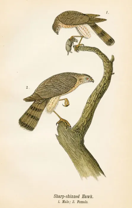 Framed Print : Hawk bird lithograph 1890