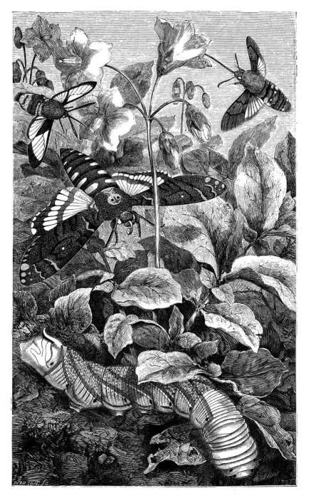 Framed Print : Hawk Moths Framed Print : Hawk Moths