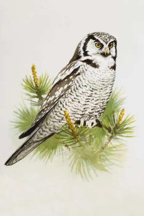 Framed Print : Hawk owl (Surnia ulula), perching on a pine branch, side view Framed Print : Hawk owl (Surnia ulula), perching on a pine branch, side view