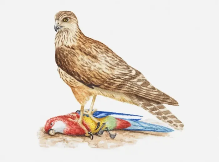 Framed Print : A hawk perched on top of a dead parrot Framed Print : A hawk perched on top of a dead parrot