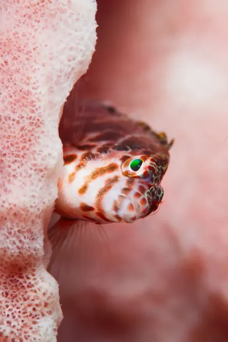 Framed Print : hawkfish portrait Framed Print : hawkfish portrait