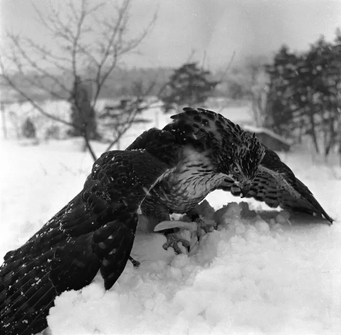 Framed Print : Hawks Prey