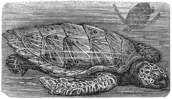 hawksbill sea turtle (Eretmochelys imbricata)