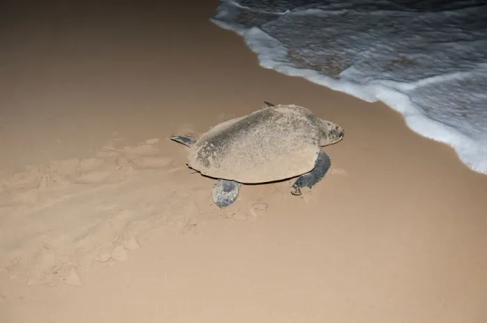 Framed Print : Hawksbill sea turtle -Eretmochelys imbricata- leaving the beach after having laid its eggs, at night, tracks in the sand, Bentota Beach, Indian Ocean, Uda Walawe Reservoir, Southern Province, Sri Lanka