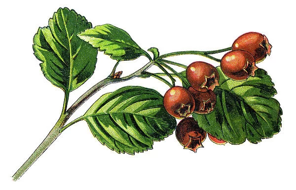 hawthorn. Antique illustration of a Medicinal and Herbal Plants