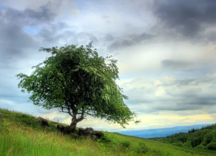 Framed Print : Hawthorn Tree Perthshire Hills Scotland Framed Print : Hawthorn Tree Perthshire Hills Scotland