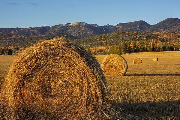 Hay bales in autumn in Whitefish, Montana, USA