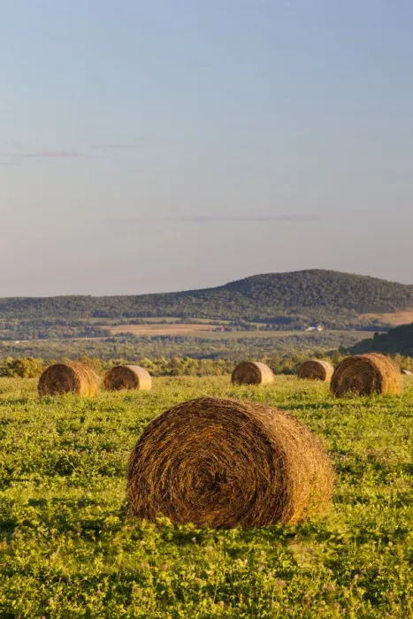 Framed Print : Hay bales in field, International Appalachian Trail, Merrill, Aroostook County, Maine, USA Framed Print : Hay bales in field, International Appalachian Trail, Merrill, Aroostook County, Maine, USA