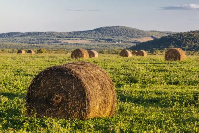Framed Print : Hay bales in field, International Appalachian Trail, Merrill, Aroostook County, Maine, USA Framed Print : Hay bales in field, International Appalachian Trail, Merrill, Aroostook County, Maine, USA
