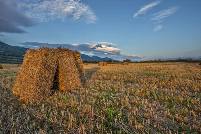 Framed Print : Hay bales in the fields, Gubbio, Umbria, Italy Framed Print : Hay bales in the fields, Gubbio, Umbria, Italy