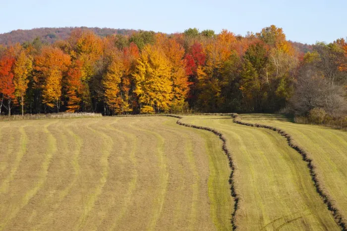 Framed Print : Hayfield being harvested in autumn, Abercorn, Quebec, Canada Framed Print : Hayfield being harvested in autumn, Abercorn, Quebec, Canada