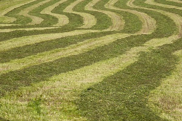 Hayfield raked in geometric patterns, Compton, Eastern Townships, Quebec Province, Canada